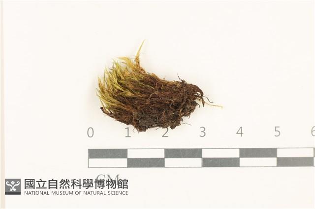 登錄號:B00016594藏品圖，第1張