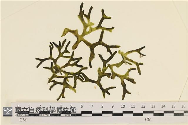 登錄號:A00005594藏品圖，第1張