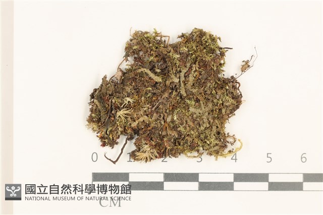 雙齒護蒴苔藏品圖，第1張