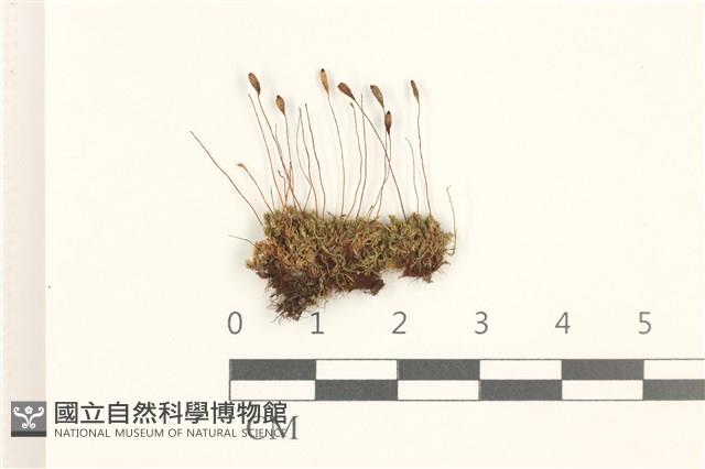 寬葉短月蘚藏品圖，第1張