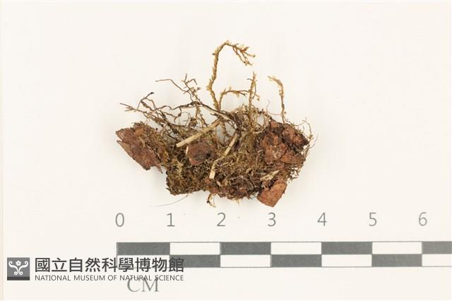 登錄號:B00019494藏品圖，第1張