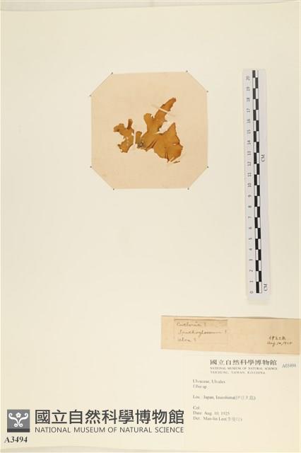 Accession Number:A00003494 Collection Image, Figure 3, Total 3 Figures