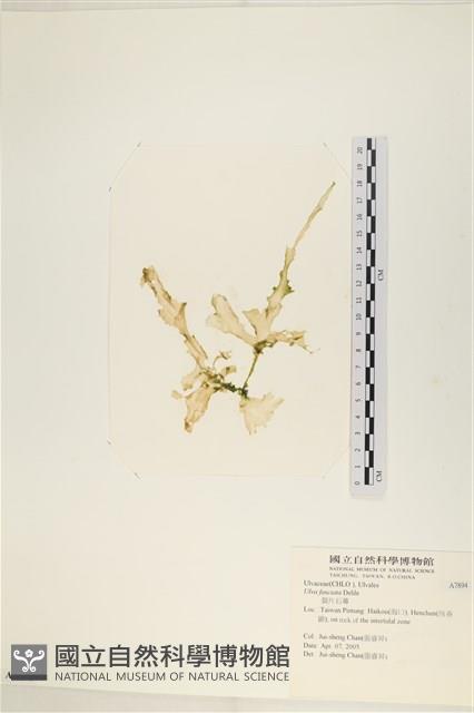 長片石蓴, 裂片石蓴藏品圖，第1張