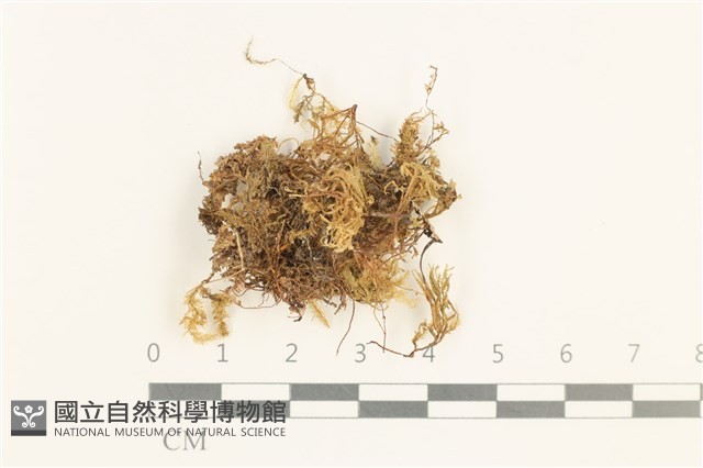 白鞭苔藏品圖，第1張