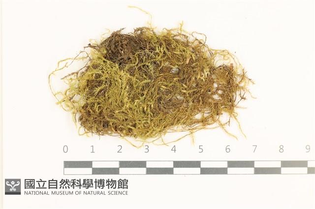 多疣懸蘚藏品圖，第1張