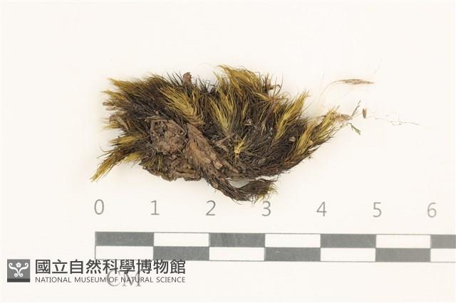 節莖曲柄蘚藏品圖，第1張