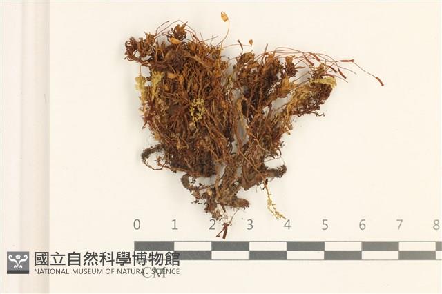 卷葉仙鶴蘚藏品圖，第1張