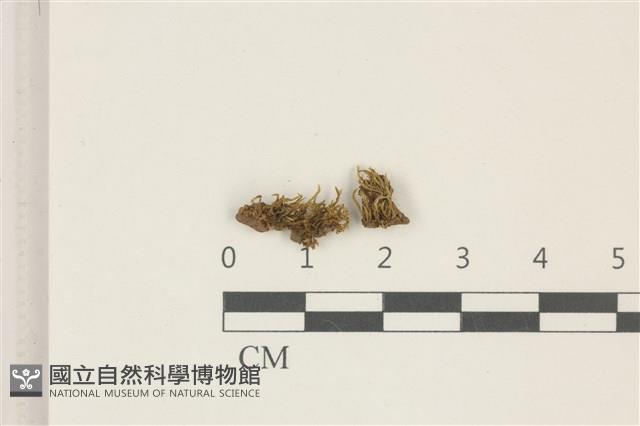 登錄號:B00003394藏品圖，第1張