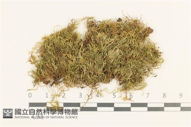 仰葉青蘚藏品圖，第1張