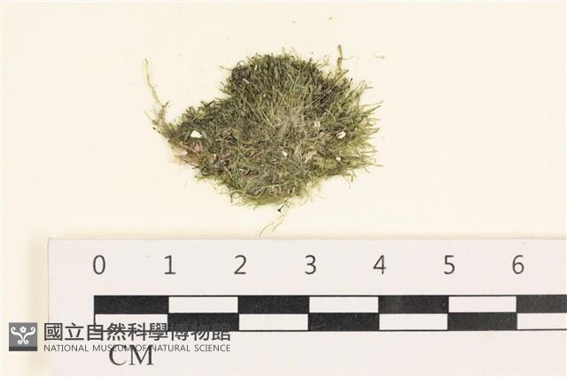 指枝藻藏品圖，第1張