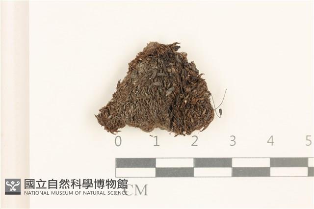 叢生真蘚藏品圖，第1張