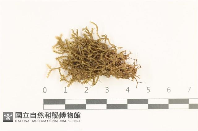 登錄號:B00019644藏品圖，第1張