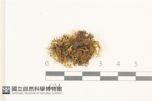 長肋細濕蘚藏品圖，第1張