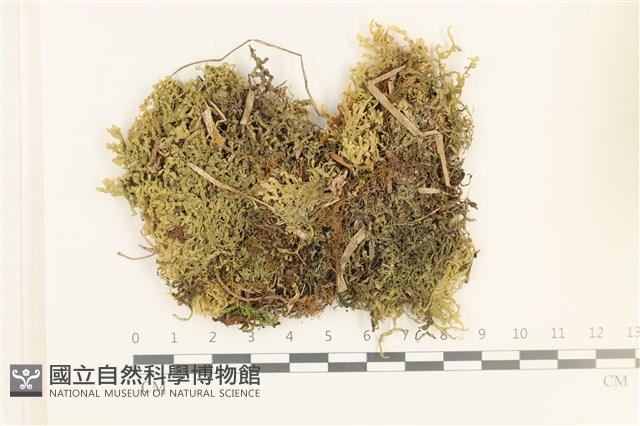 毛擬叉苔藏品圖，第1張