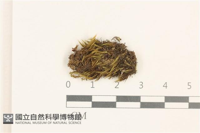 登錄號:B00009244藏品圖，第1張