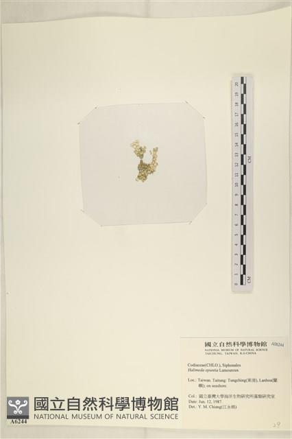 仙掌藻, 海仙人掌藏品圖，第3張