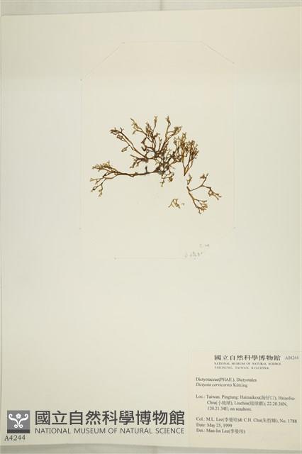 鹿角網地藻藏品圖，第3張