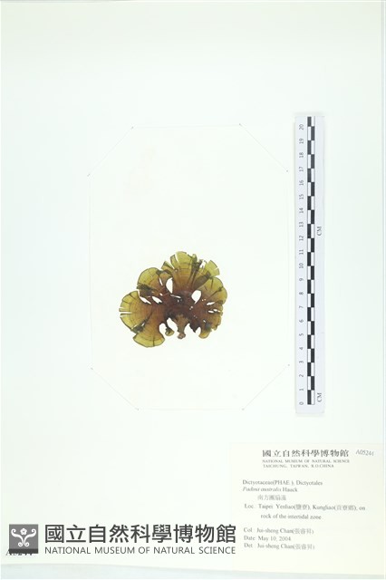 南方團扇藻藏品圖，第3張