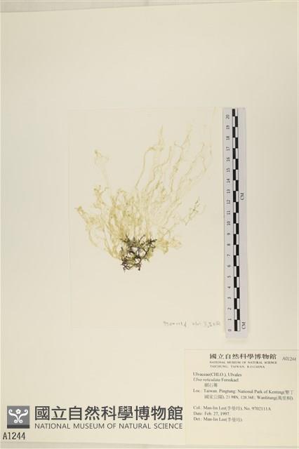 網石蓴藏品圖，第1張