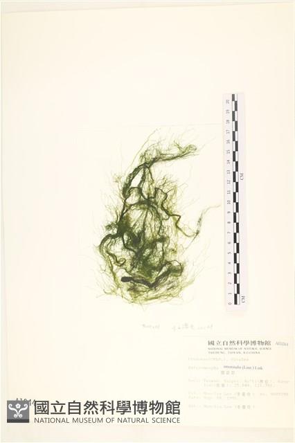 腸滸苔, 河石髮藏品圖，第1張