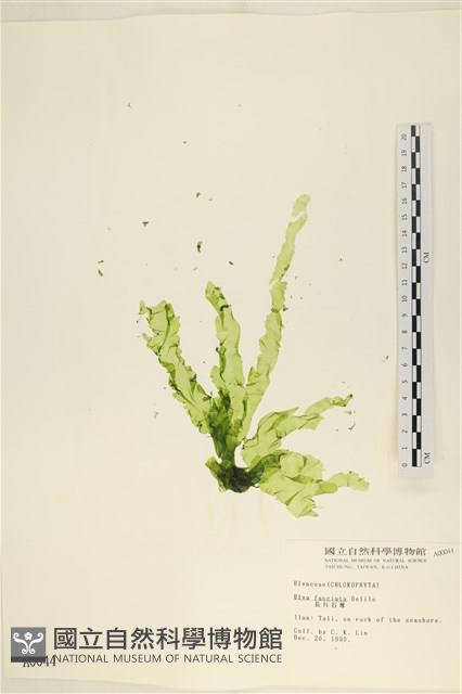 長片石蓴, 裂片石蓴藏品圖，第1張