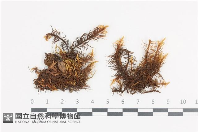 山羽蘚藏品圖，第1張