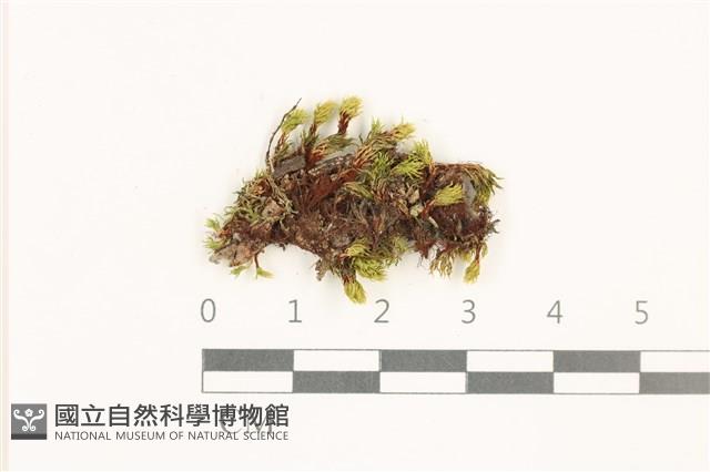 那霸短月蘚藏品圖，第1張
