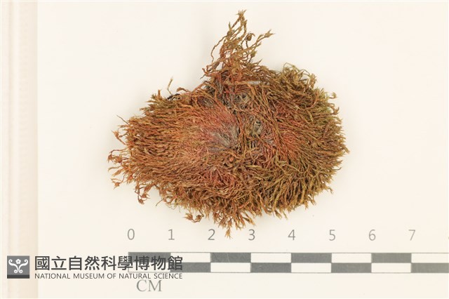 登錄號:B00015144藏品圖，第1張