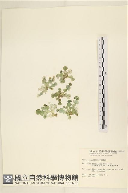 大葉海仙人掌, 大葉仙掌藻藏品圖，第1張