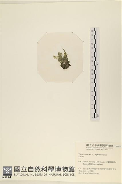 登錄號:A00003144藏品圖，第3張
