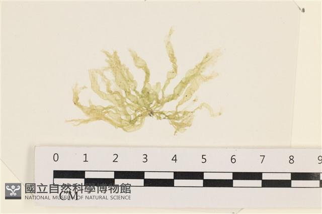 腸滸苔, 河石髮藏品圖，第1張