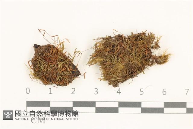 三齒鞭苔藏品圖，第1張