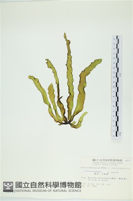 葉苔, 小海帶藏品圖，第3張