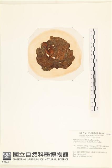 袋苔, 囊藻藏品圖，第3張