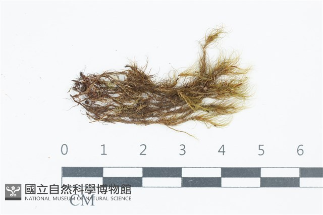 細葉青毛蘚藏品圖，第1張
