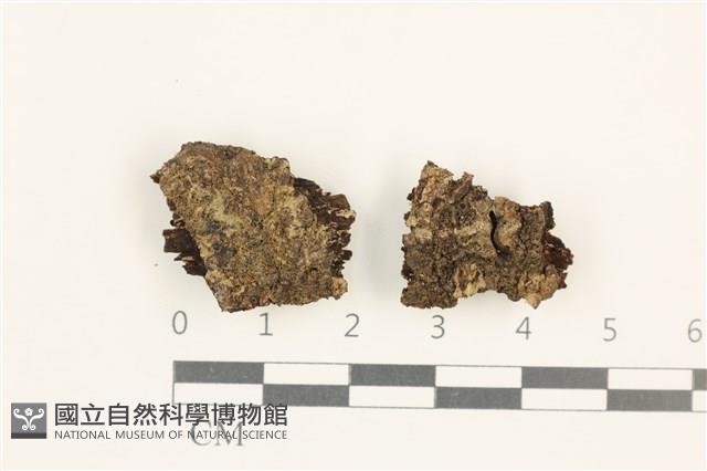 擬棉毛疣鱗苔藏品圖，第1張