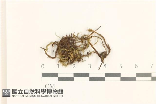 登錄號:B00021444藏品圖，第1張