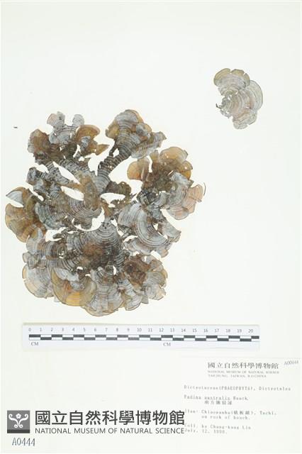 南方團扇藻藏品圖，第1張