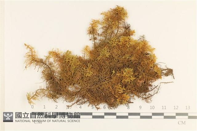 毛羽蘚藏品圖，第1張