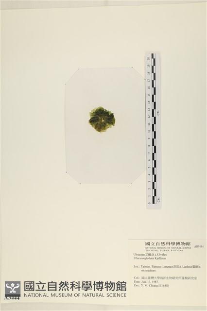 茶花石蓴, 牡丹菜藏品圖，第3張