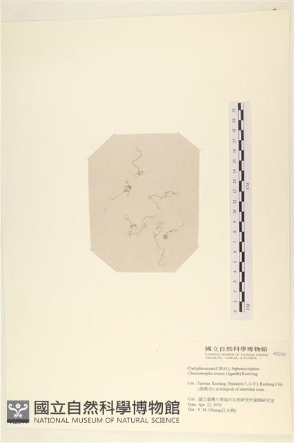 粗硬毛藻, 綠苔藏品圖，第1張