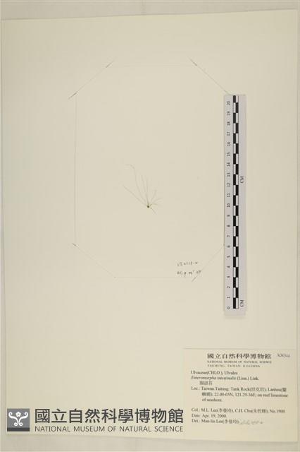 腸滸苔, 河石髮藏品圖，第3張