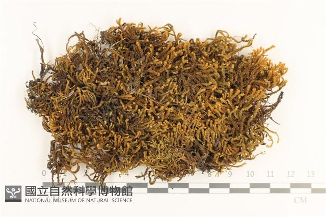 齒邊廣萼苔藏品圖，第1張