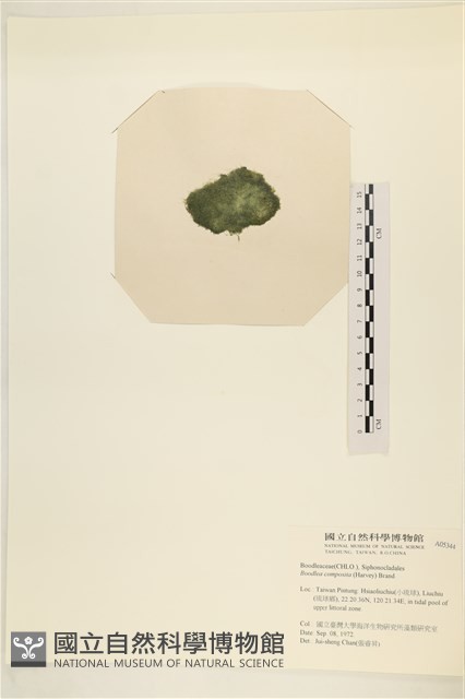 布氏藻藏品圖，第3張