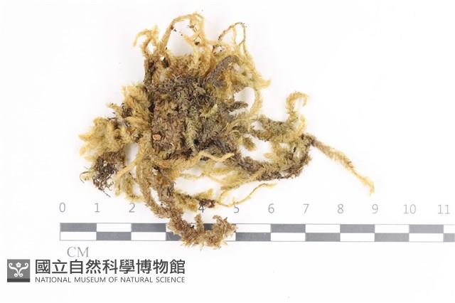 毛扭蘚藏品圖，第1張