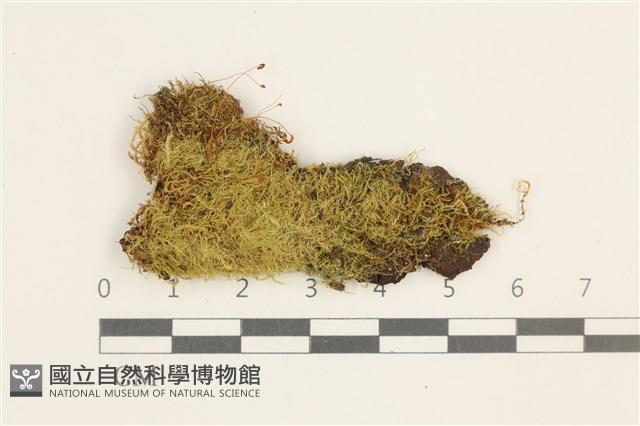 沼生細濕蘚藏品圖，第1張