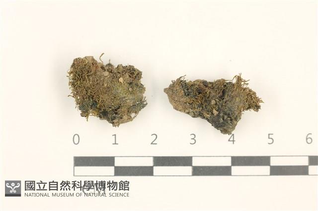 兩色真蘚藏品圖，第1張