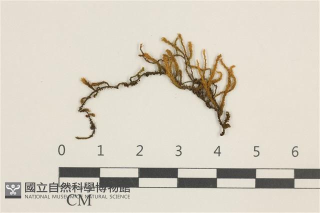 登錄號:B00018664藏品圖，第1張