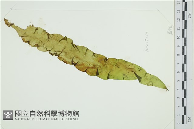 西洋葉苔藏品圖，第1張