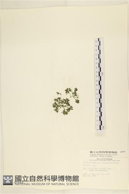 登錄號:A00000664藏品圖，第3張